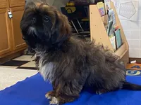 Ribbins, a female Shih Tzu for sale in Fennimore, WI – 5 of 10