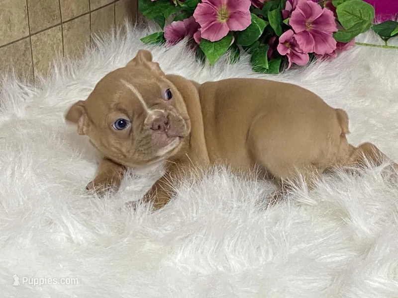 Zasha – Frenchton puppy for sale in Fennimore, WI