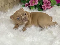 Zasha, a female Frenchton for sale in Fennimore, WI – 1 of 10