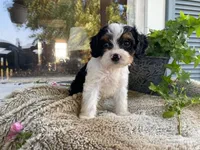 poppy, a male Cavapoo for sale in Fennimore, WI – 9 of 10