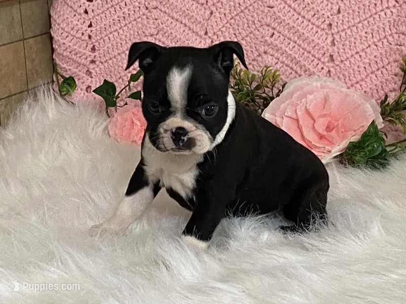 Brianna – Boston Terrier puppy for sale in Fennimore, WI