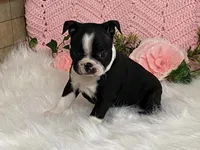 Brianna, a female Boston Terrier for sale in Fennimore, WI – 1 of 10
