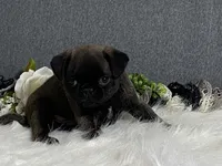 Andre, a male Pug for sale in Fennimore, WI – 9 of 9
