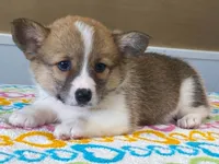 Trixie, a female Pembroke Welsh Corgi for sale in Fennimore, WI – 7 of 10
