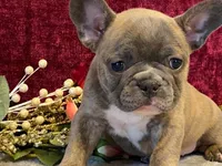 Fancy, a female French Bulldog for sale in Fennimore, WI – 8 of 9
