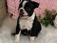 Brianna, a female Boston Terrier for sale in Fennimore, WI – 7 of 10