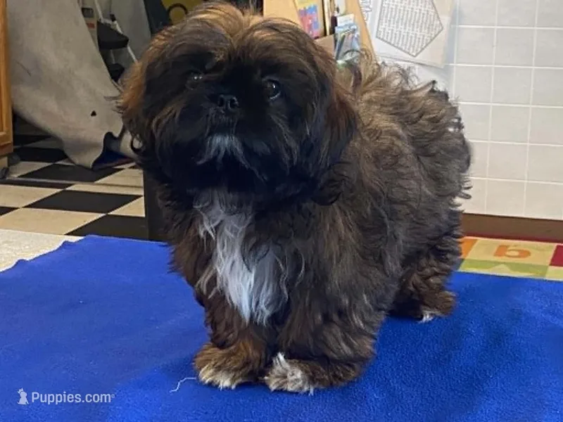 Ribbins – Shih Tzu puppy for sale in Fennimore, WI