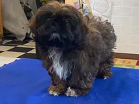 Ribbins, a female Shih Tzu for sale in Fennimore, WI – 1 of 10