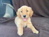 Lola, a female Golden Retriever for sale in Fennimore, WI – 3 of 10
