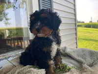 Teddy, a male Cavapoo for sale in Fennimore, WI – 2 of 10