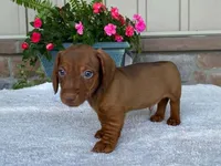 Tootsie Roll, a male Dachshund for sale in Fennimore, WI – 5 of 10