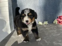 Teddy, a male Bernedoodle for sale in Fennimore, WI – Photo 9 of 10