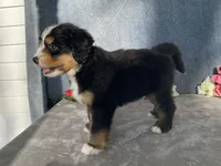 Teddy, a male Bernedoodle for sale in Fennimore, WI – Photo 2 of 10