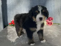 Teddy, a male Bernedoodle for sale in Fennimore, WI – Photo 3 of 10