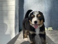 Teddy, a male Bernedoodle for sale in Fennimore, WI – Photo 10 of 10