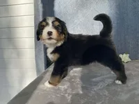 Teddy, a male Bernedoodle for sale in Fennimore, WI – Photo 4 of 10