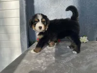 Teddy, a male Bernedoodle for sale in Fennimore, WI – Photo 5 of 10