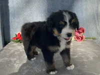 Teddy, a male Bernedoodle for sale in Fennimore, WI – Photo 1 of 10
