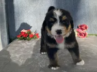 Teddy, a male Bernedoodle for sale in Fennimore, WI – Photo 6 of 10