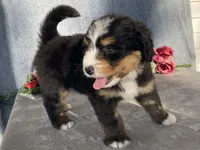 Teddy, a male Bernedoodle for sale in Fennimore, WI – Photo 8 of 10