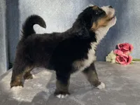 Teddy, a male Bernedoodle for sale in Fennimore, WI – Photo 7 of 10