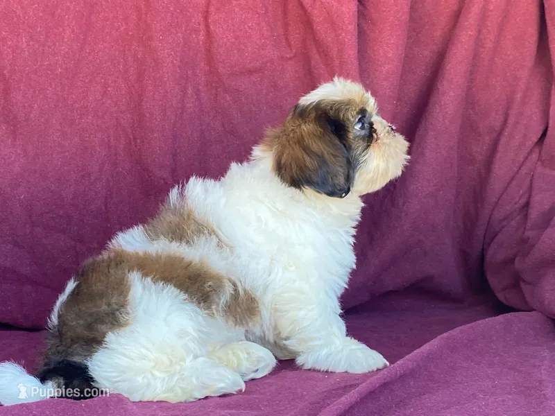 Billy – Shih Tzu puppy for sale in Fennimore, WI