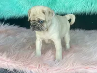 scotchy, a female Pug for sale in Fennimore, WI – 8 of 10