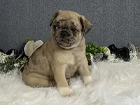 Amy, a female Pug for sale in Fennimore, WI – 9 of 10