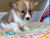 Trixie, a female Pembroke Welsh Corgi for sale in Fennimore, WI – 6 of 10