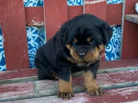 Rocky, a male Rottweiler for sale in Fennimore, WI – 4 of 10
