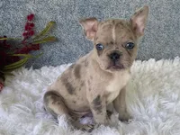 Sparkles, a female Frenchton for sale in Fennimore, WI – 6 of 7