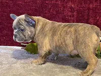 Fancy, a female French Bulldog for sale in Fennimore, WI – 2 of 9