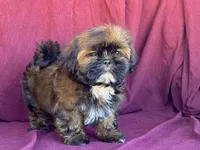 Barney, a male Shih Tzu for sale in Fennimore, WI – 5 of 10