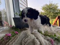 poppy, a male Cavapoo for sale in Fennimore, WI – 3 of 10