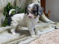 Daisy, a female Cavapoo for sale in Fennimore, WI – 7 of 10