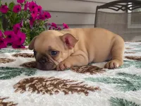 Sparkles, a female French Bulldog for sale in Fennimore, WI – 5 of 7