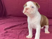 Hershey, a female Boston Terrier for sale in Fennimore, WI – 7 of 7