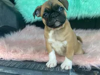 Tess, a female French Bulldog and Pug for sale in Fennimore, WI – 5 of 8