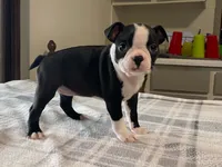 Daisy, a female Boston Terrier for sale in Fennimore, WI – 10 of 10