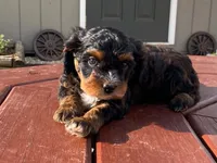 Teddy, a male Cavapoo for sale in Fennimore, WI – 9 of 10