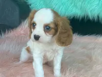 Checkers, a male Cavalier King Charles Spaniel for sale in Fennimore, WI – 3 of 10