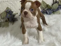 yeti, a male Boston Terrier for sale in Fennimore, WI – 3 of 9