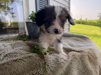 Rusty, a male Cavapoo for sale in Fennimore, WI – 7 of 10