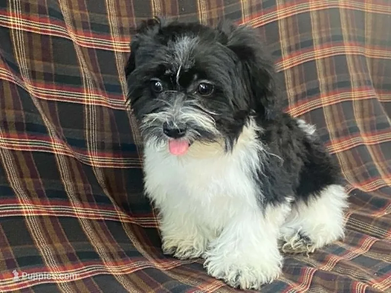Lex – Bichon Frise, Shih Tzu puppy for sale in Fennimore, WI