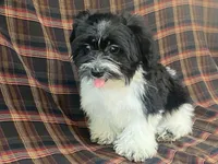 Lex, a male Bichon Frise and Shih Tzu for sale in Fennimore, WI – 1 of 10