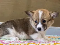 Trixie, a female Pembroke Welsh Corgi for sale in Fennimore, WI – 4 of 10
