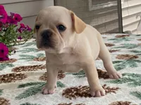 Sunshine, a female French Bulldog for sale in Fennimore, WI – 7 of 9