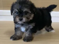 Lexi, a female Morkie for sale in Fennimore, WI – 4 of 10