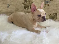 Zasha, a female Frenchton for sale in Fennimore, WI – 6 of 9