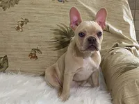 Zasha, a female Frenchton for sale in Fennimore, WI – 4 of 9